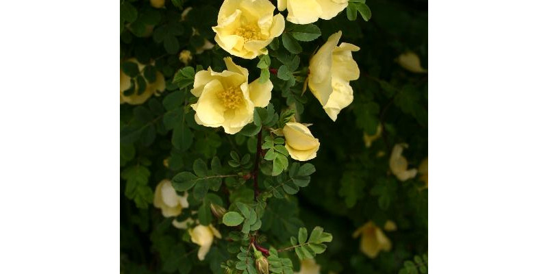 184 раз оценены как полезные   Вот так цветут розы   Выбирайте крепкие сорта, желательно те, которые   ADR печать   носить с собой